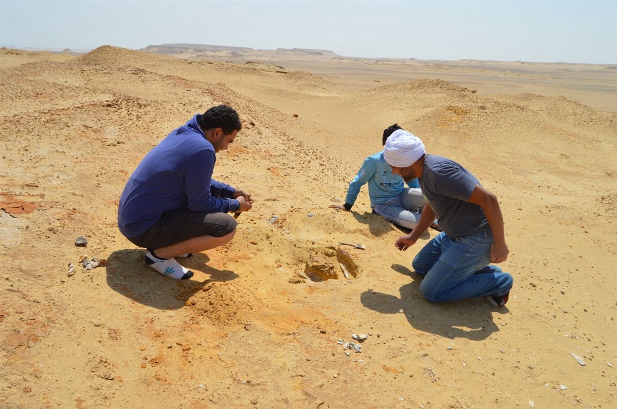 فريق الجامعة الأمريكية يكتشف جمجمة لآكل لحوم من الثدييات المفترسة