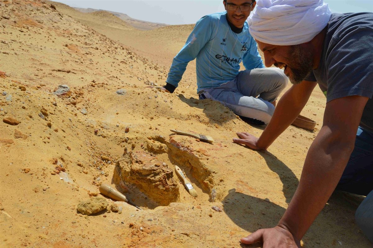 فريق الجامعة الأمريكية يكتشف جمجمة لآكل لحوم من الثدييات المفترسة