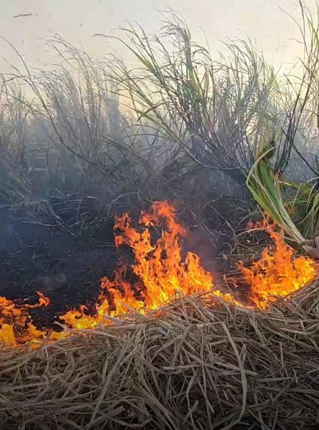 نشوب حريق في محصول القصب 