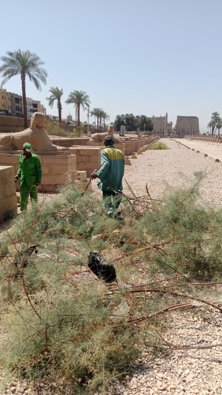 حملة نظافة مكبرة بطريق الكباش في الاقصر